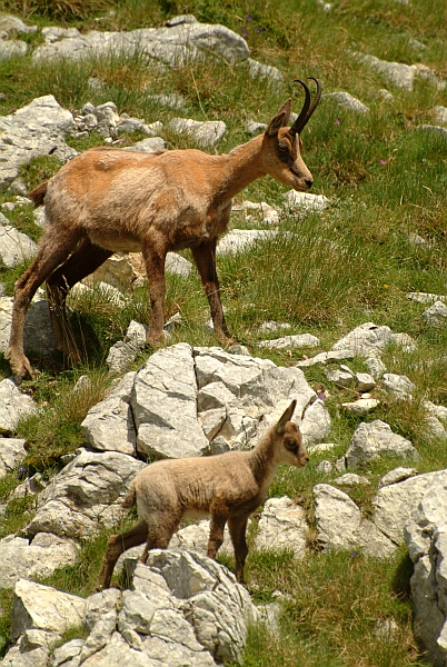 Camoscio d''Abruzzo Rupicapra pyrenaica ornata